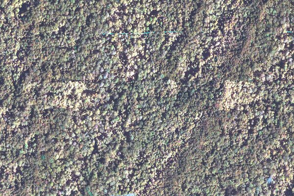 Birds eye view of Forest 